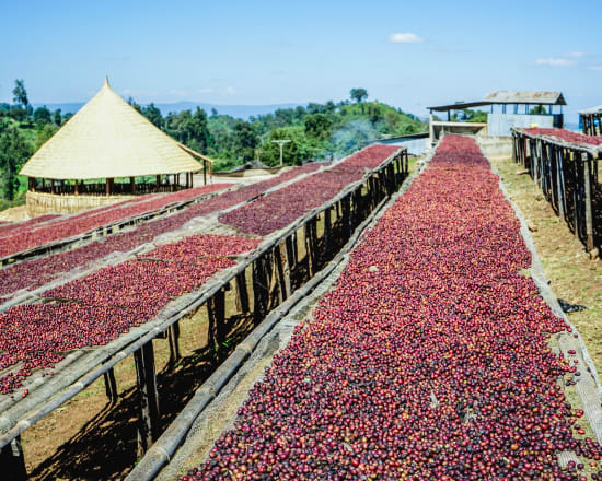 Ethiopia Guji- Light Roast Heirloom Varieties, Whole Beans