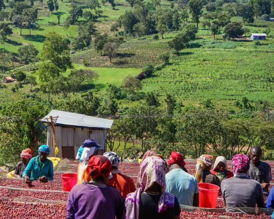 Ethiopia Guji- Light Roast Heirloom Varieties, Whole Beans
