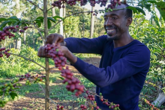 Ethiopia Guji- Light Roast Heirloom Varieties, Whole Beans