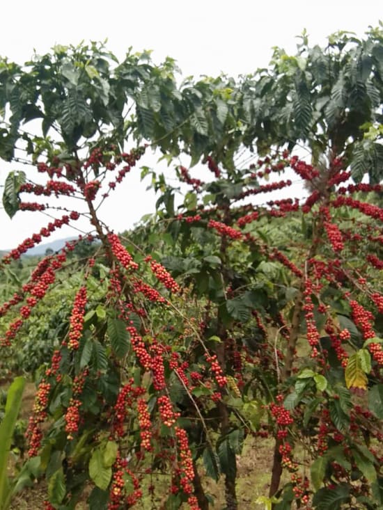 Ethiopia Guji- Light Roast Heirloom Varieties, Whole Beans