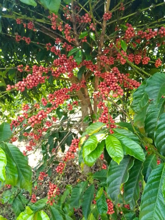 Ethiopia Guji- Light Roast Heirloom Varieties, Whole Beans