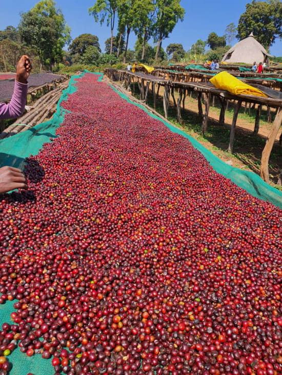 Ethiopia Guji- Light Roast Heirloom Varieties, Whole Beans