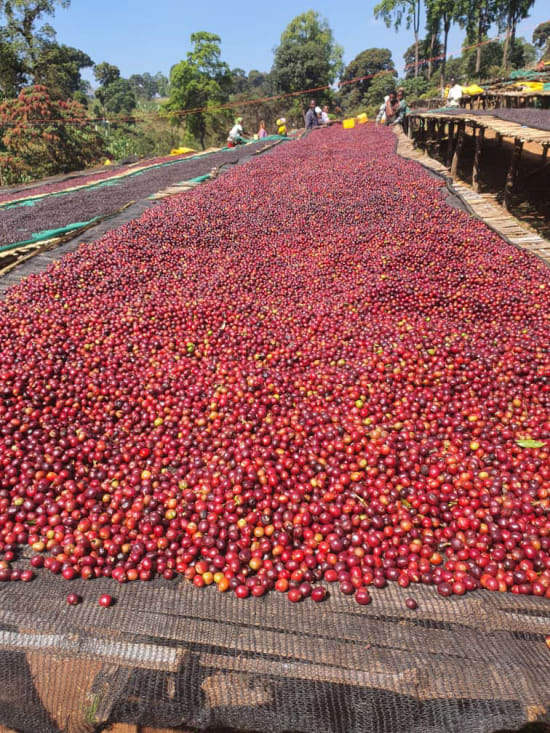 Ethiopia Guji- Light Roast Heirloom Varieties, Whole Beans