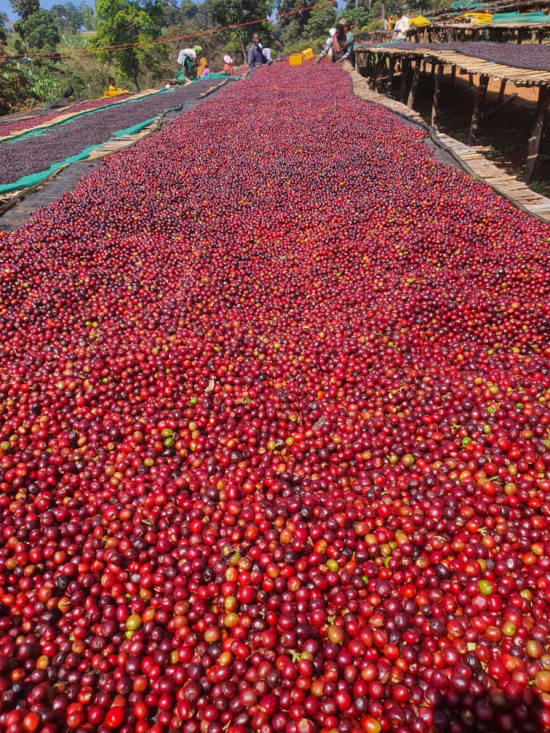 Ethiopia Guji- Light Roast Heirloom Varieties, Whole Beans