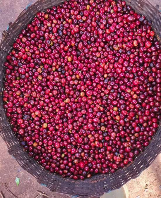 Ethiopia Guji- Light Roast Heirloom Varieties, Whole Beans