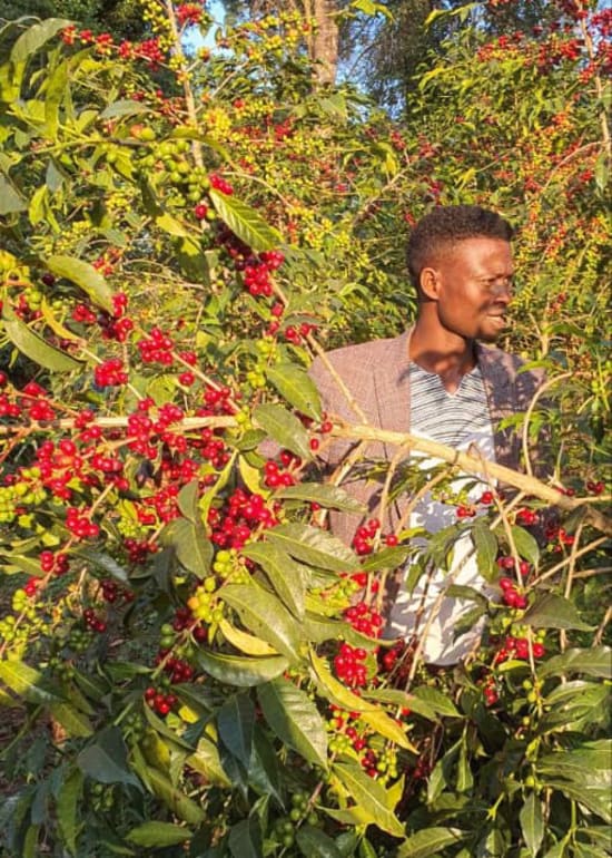 Ethiopia Guji- Light Roast Heirloom Varieties, Whole Beans