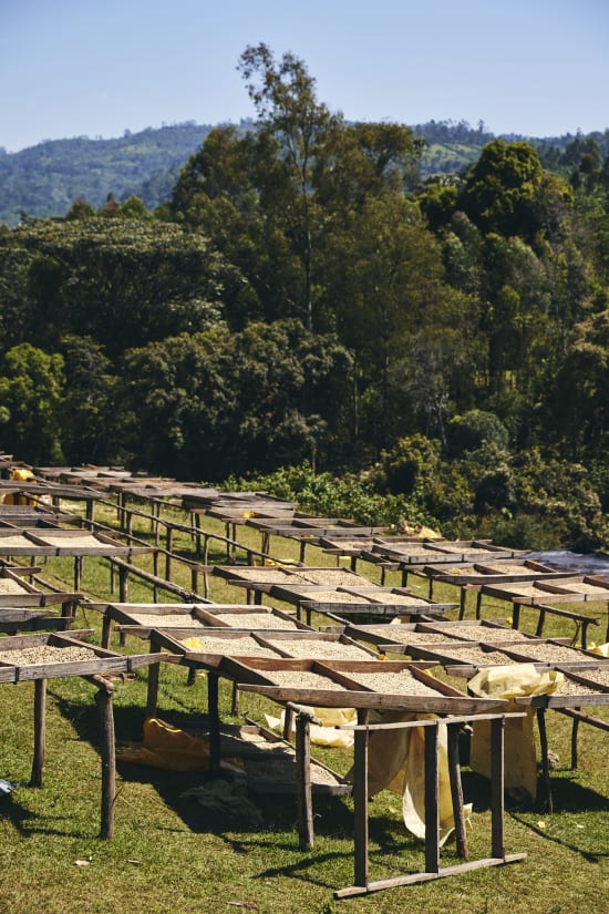 Ethiopia Sidama - 74158, Whole Beans