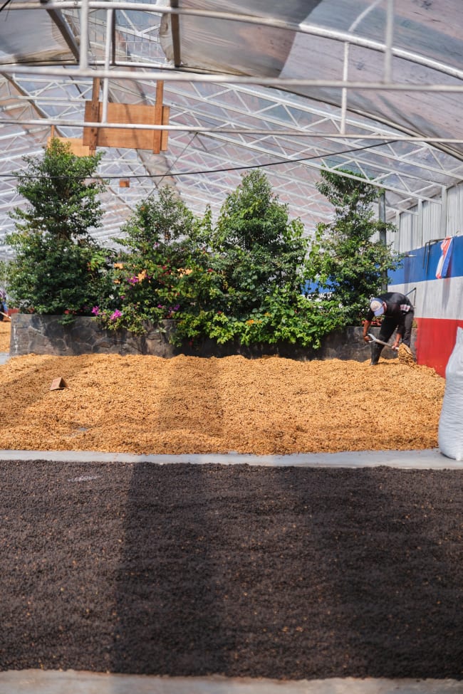 Costa Rica Central Valley - Light Roast Caturra & Catuai, Whole Beans