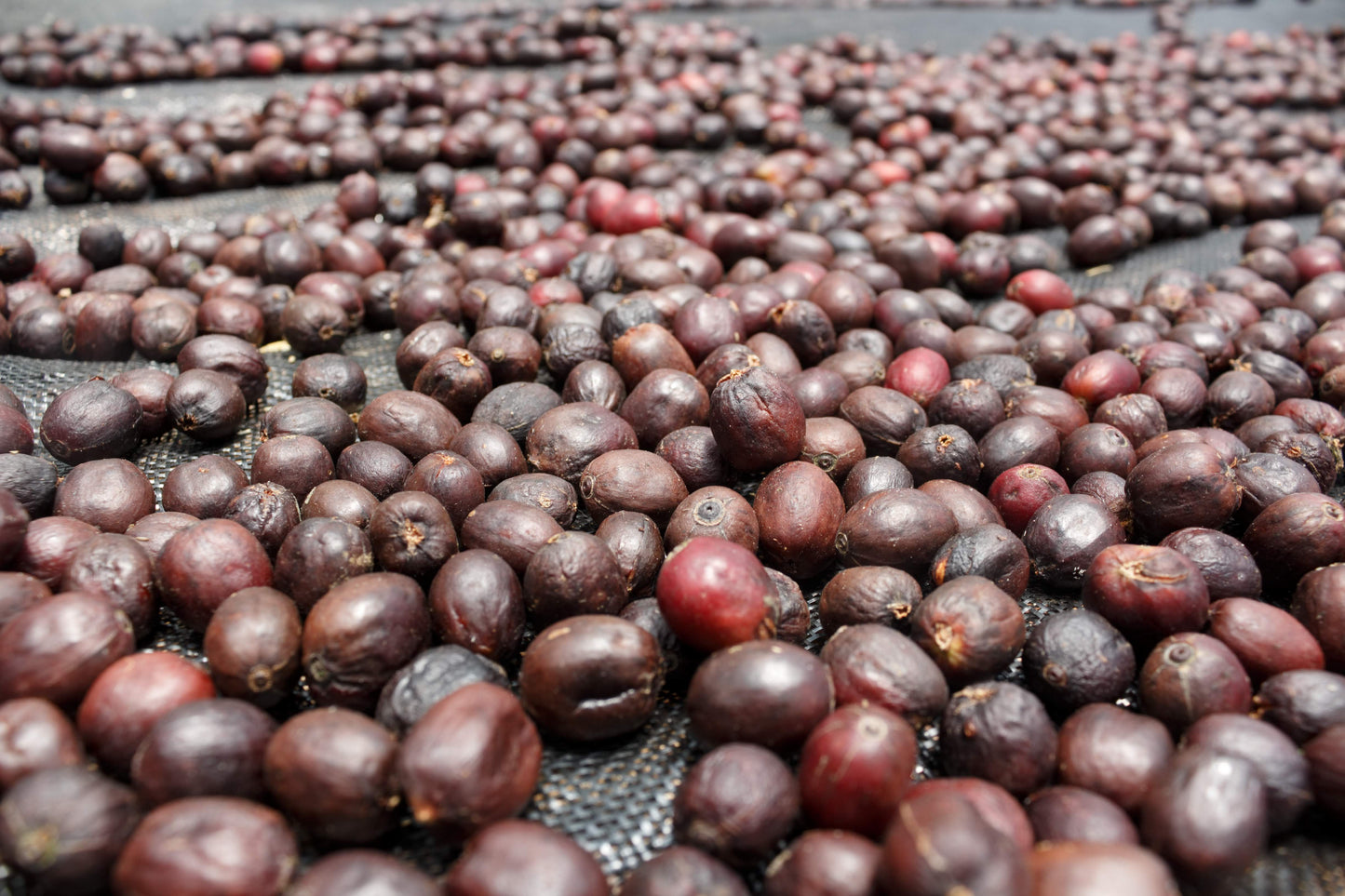 Colombia La Maria - Castillo, Whole Beans
