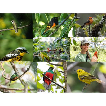 Guatemala - Medium Roast  - Bird Friendly, Whole Beans