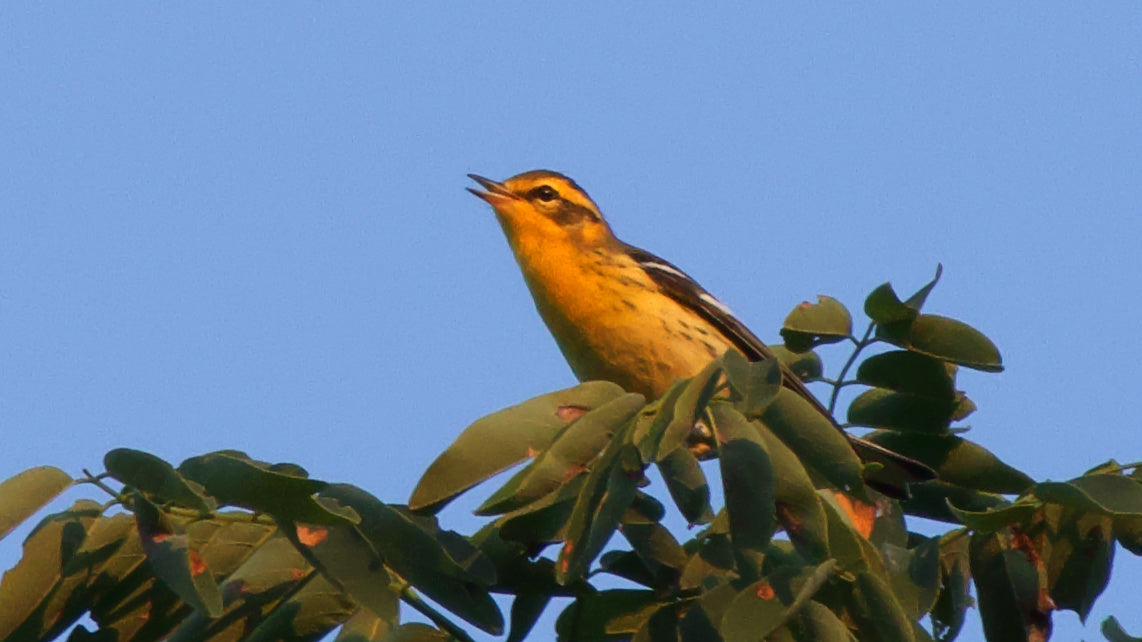 Guatemala - Medium Roast  - Bird Friendly, Whole Beans