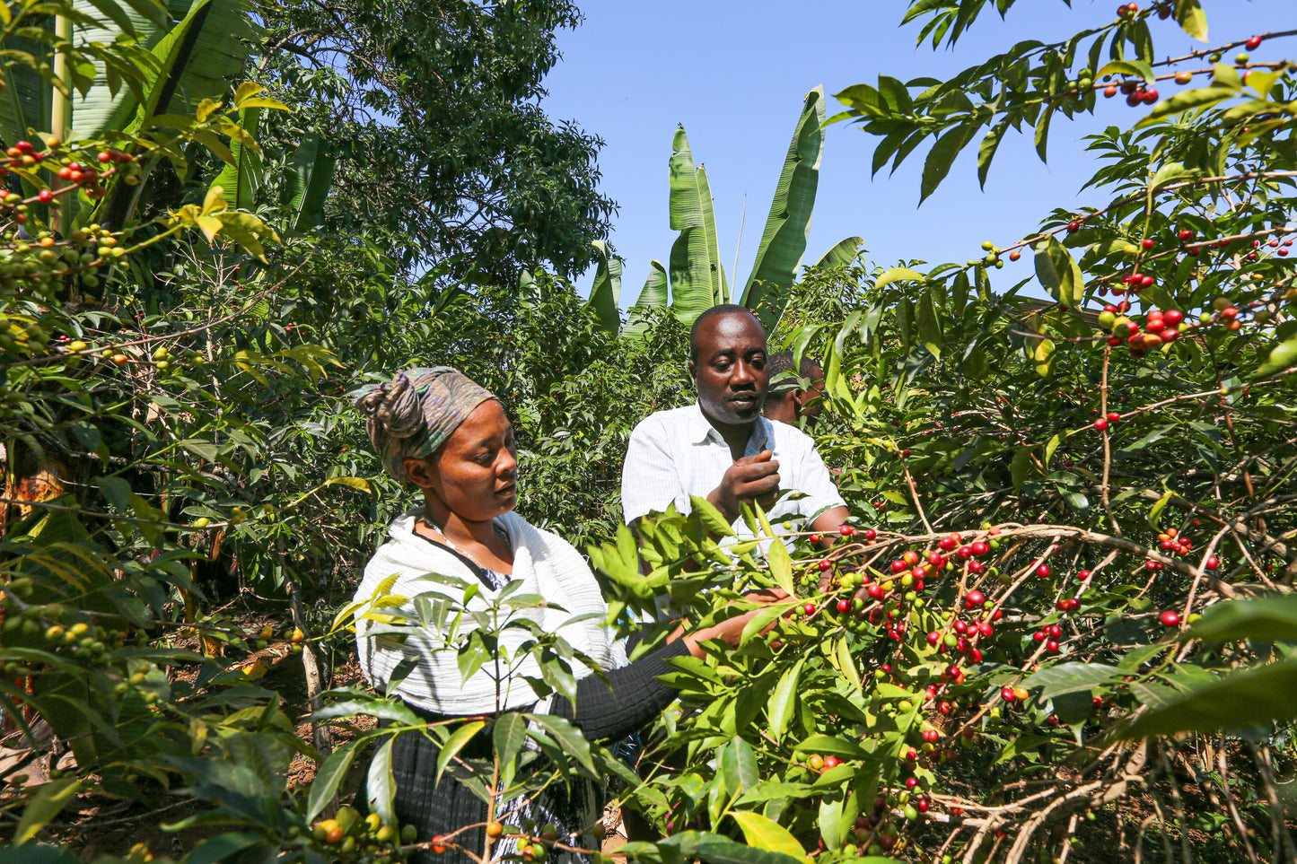 Ethiopia Yirgacheffe- Light Roast Heirloom Varieties, Whole Beans