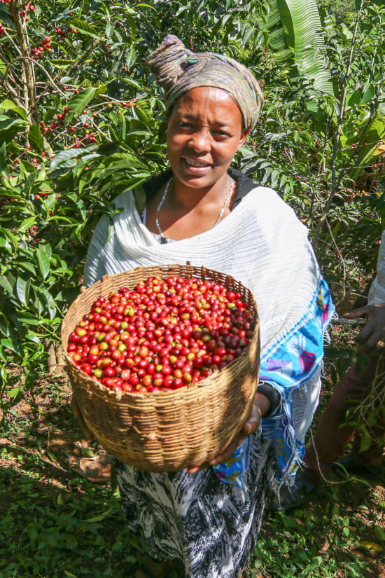 Ethiopia Yirgacheffe- Light Roast Heirloom Varieties, Whole Beans