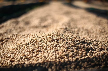 Ethiopia Guji - Heirloom, Whole Beans