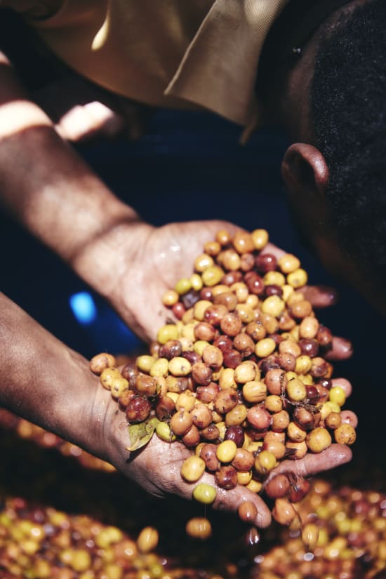 Ethiopia Sidama - 74158, Whole Beans