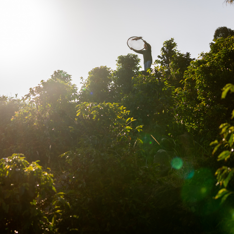 A farmer stands atop a lush coffee field holding a wide woven tray overhead, backlit by bright sunlight with lens flare and dense green foliage filling the frame.