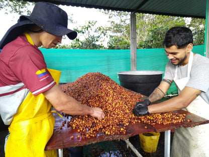 Colombia Huila Gesha- Holiday Limited Edition- Whole Beans